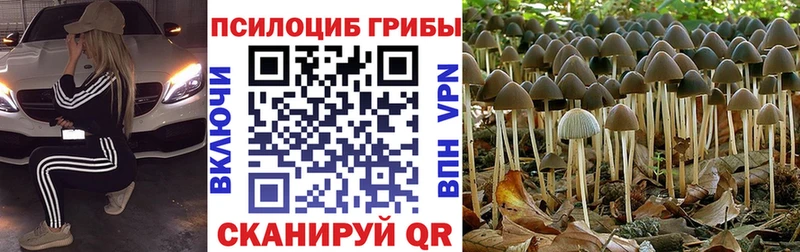 Псилоцибиновые грибы Cubensis  как найти закладки  Гаврилов-Ям 